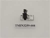 藏品(爬地虎甲蟲)的圖片